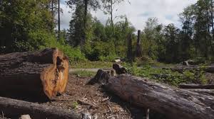 Best Arborist Consultation Services  in Valley Springs, CA