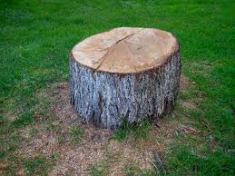 Best Root Management and Removal  in Valley Springs, CA