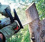 Best Tree Health Inspection  in Valley Springs, CA