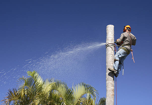 Best Tree and Shrub Care  in Valley Springs, CA
