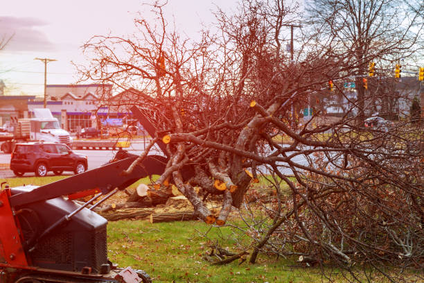 Best Utility Line Clearance  in Valley Springs, CA