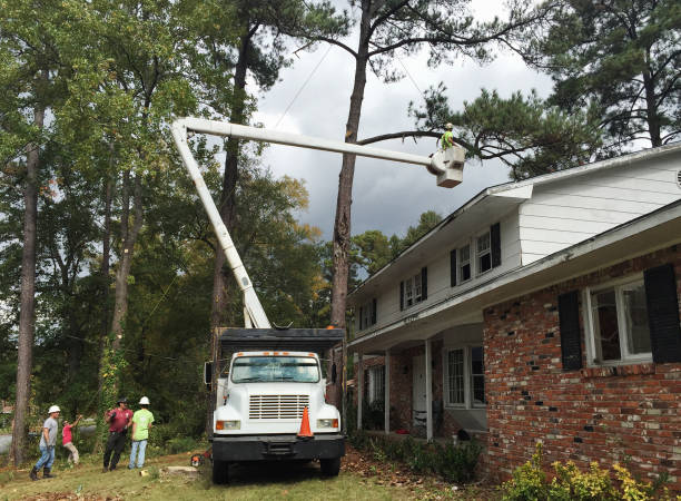 Reliable Valley Springs, CA Tree Care Solutions