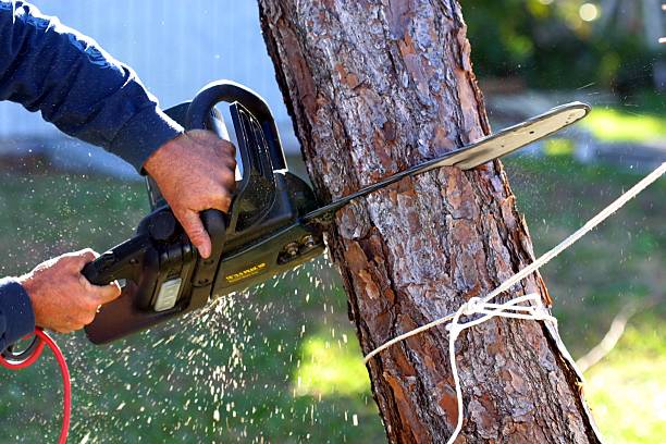 Best Leaf Removal  in Valley Springs, CA