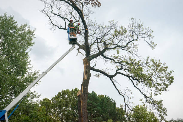 Best Hazardous Tree Removal  in Valley Springs, CA