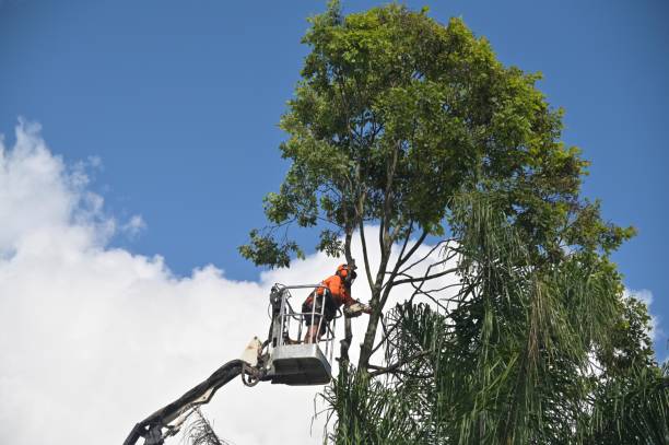 Lawn Renovation and Restoration in Valley Springs, CA