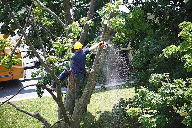 Best Tree Trimming and Pruning  in Valley Springs, CA