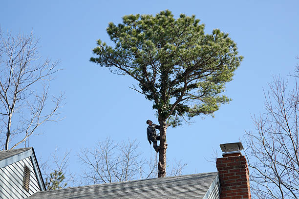  Valley Springs, CA Tree Care Pros