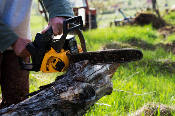 How Our Tree Care Process Works  in  Valley Springs, CA