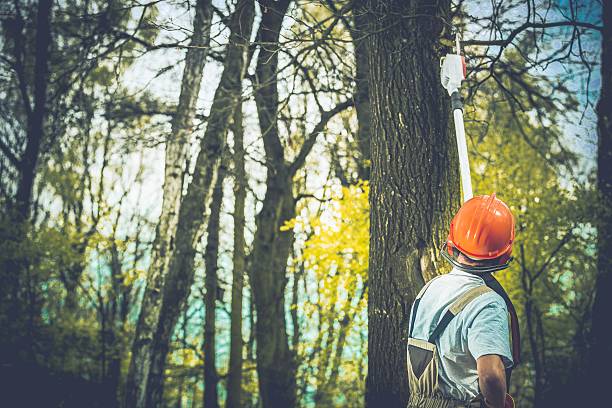 Best Soil Testing and Treatment  in Valley Springs, CA