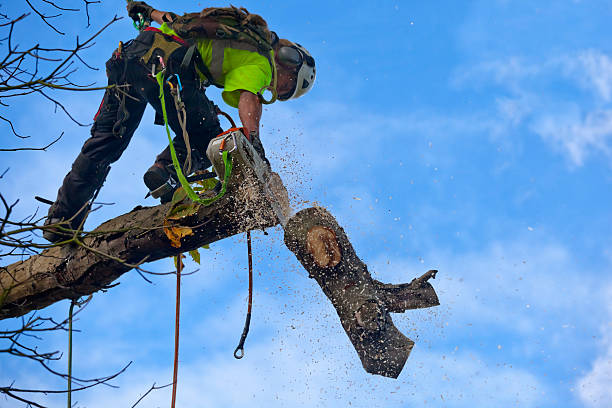Best Tree Mulching  in Valley Springs, CA