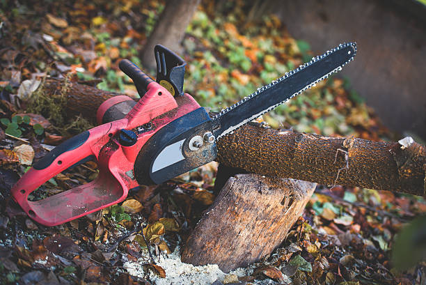 Best Lawn Disease Treatment  in Valley Springs, CA