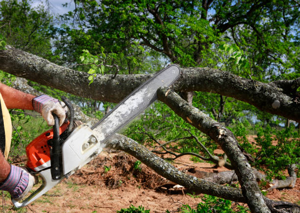 Best Tree Removal  in Valley Springs, CA